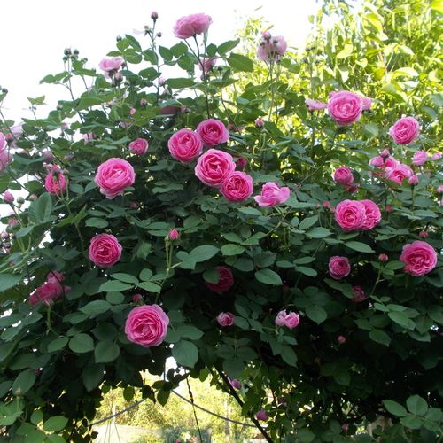 Világos rózsaszín - Tömvetelt nosztalgia - angolrózsa virágú- magastörzsű rózsafa- bokros koronaforma